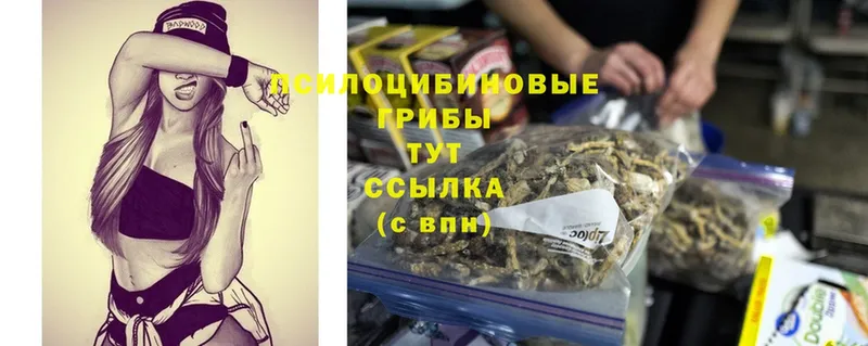 Псилоцибиновые грибы Psilocybine cubensis  Дятьково 